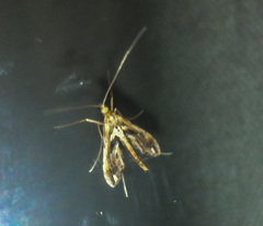 Lineodes