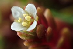 Crassula moschata