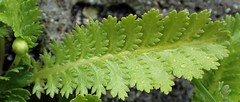 Leptinella potentillina