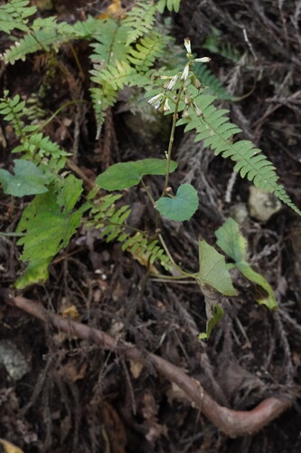 Parasenecio farfarifolius iNat (2)