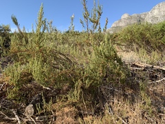 Cliffortia polygonifolia