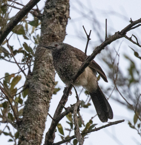 White-rumped Babbler (Turdoides leucopygia), photo 4