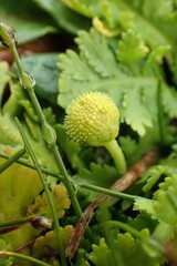 Leptinella potentillina