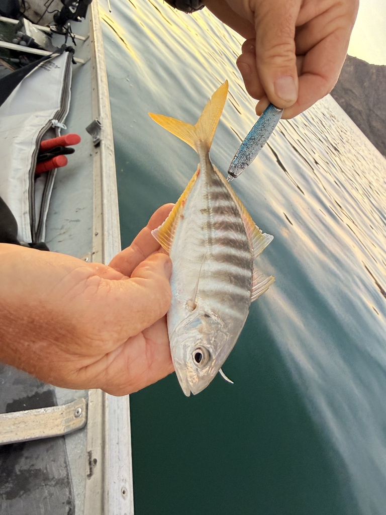 Barred jack (Caranx vinctus) — Carangidae