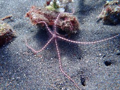 Ophiothrix purpurea