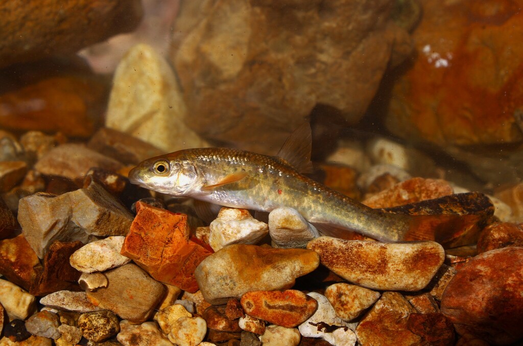 Largescale stoneroller (Campostoma oligolepis) — Cyprinidae