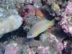 Pomacentrus amboinensis