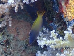 Halichoeres prosopeion