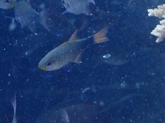 Taeniamia macroptera