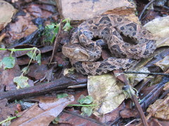 Bothrops asper