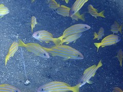Lutjanus bengalensis