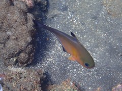 Pempheris vanicolensis