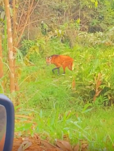 Maned Wolf