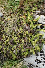 Blechnum blechnoides