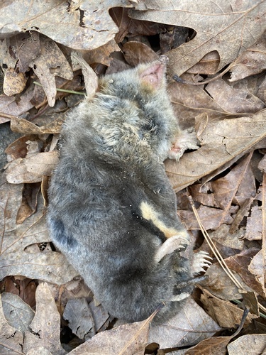 Eastern Mole observed by mfria631