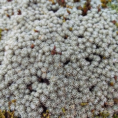 Celmisia argentea