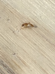 Pseudomyrmex simplex