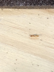 Pseudomyrmex simplex
