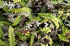Blechnum blechnoides