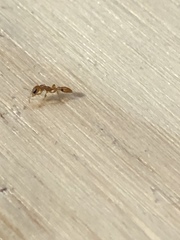 Pseudomyrmex simplex