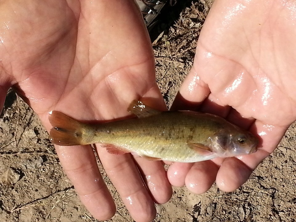 Desert Chub photo 2