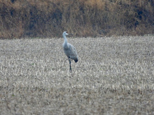 Sandhill Crane observed by jeanhampson