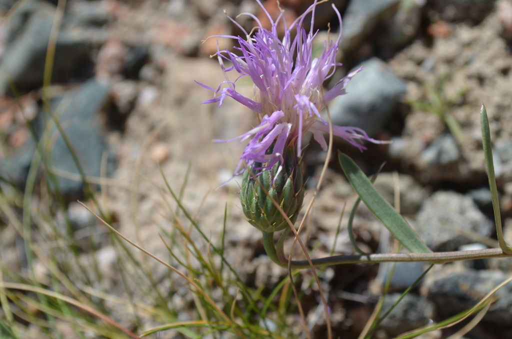 Klasea procumbens