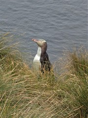 Megadyptes antipodes