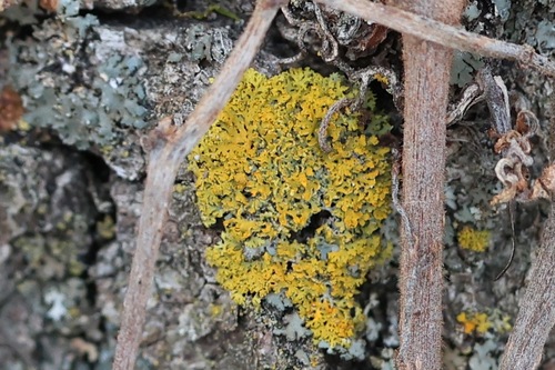 Xanthomendoza weberi