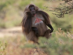 Theropithecus gelada