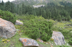 Juniperus pseudosabina