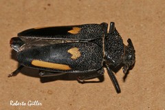 Calocomus desmarestii