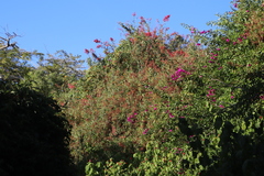 Rumex usambarensis