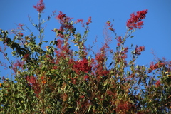 Rumex usambarensis