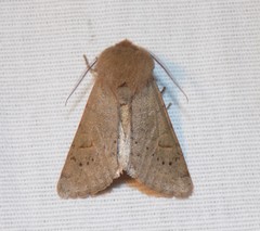 Orthosia annulimacula