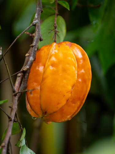 Averrhoa carambola - Whole tree