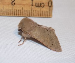 Orthosia annulimacula