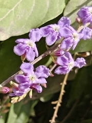 Fiddlewood (Citharexylum affine)
