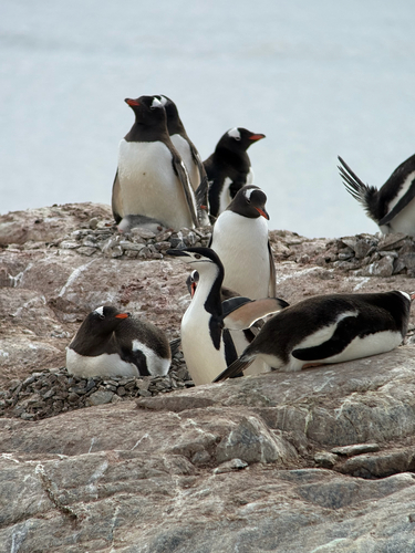 Gentoo Penguin (Pygoscelis papua), photo 9