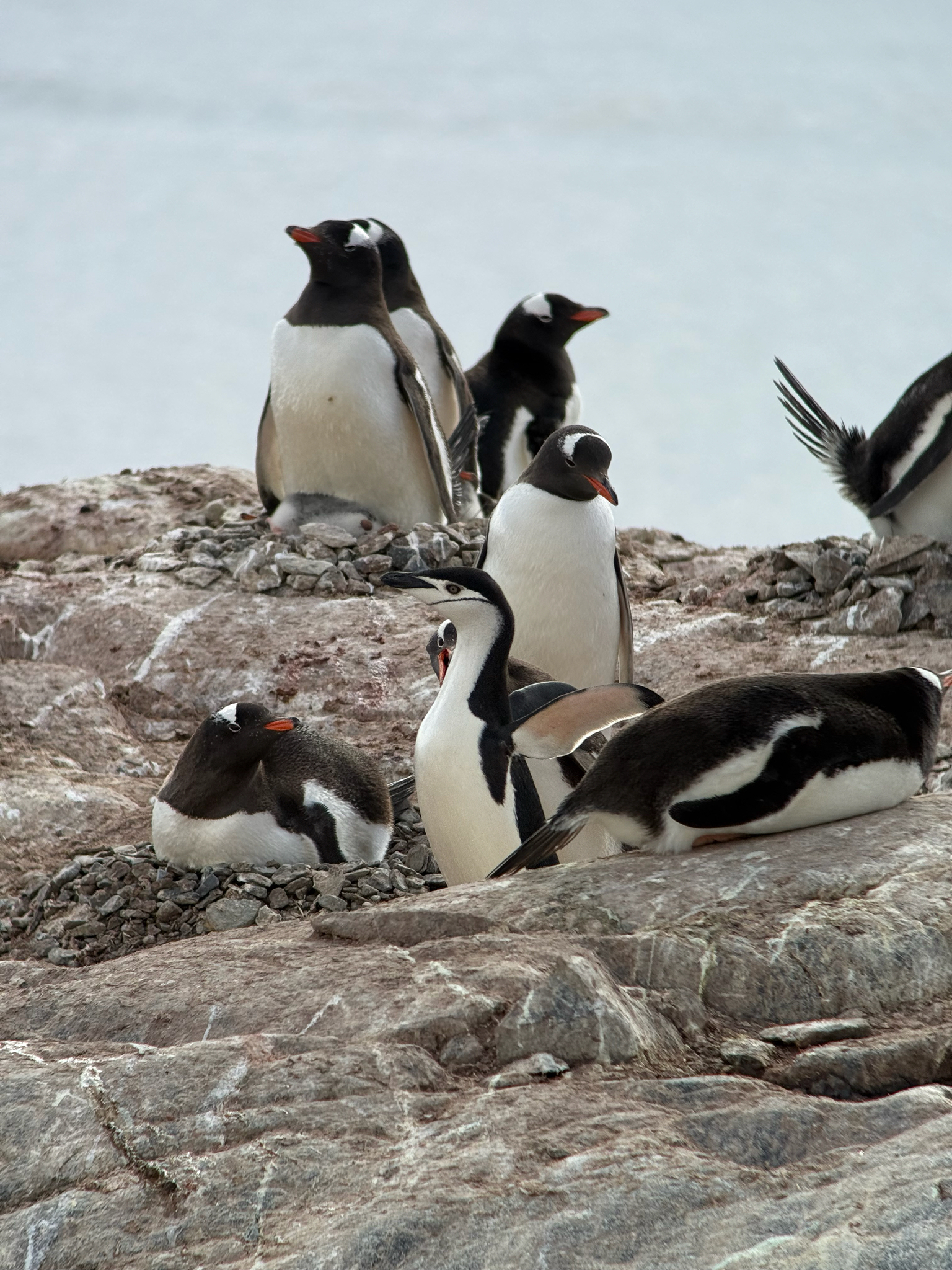 Gentoo Penguin (Pygoscelis papua), photo 9