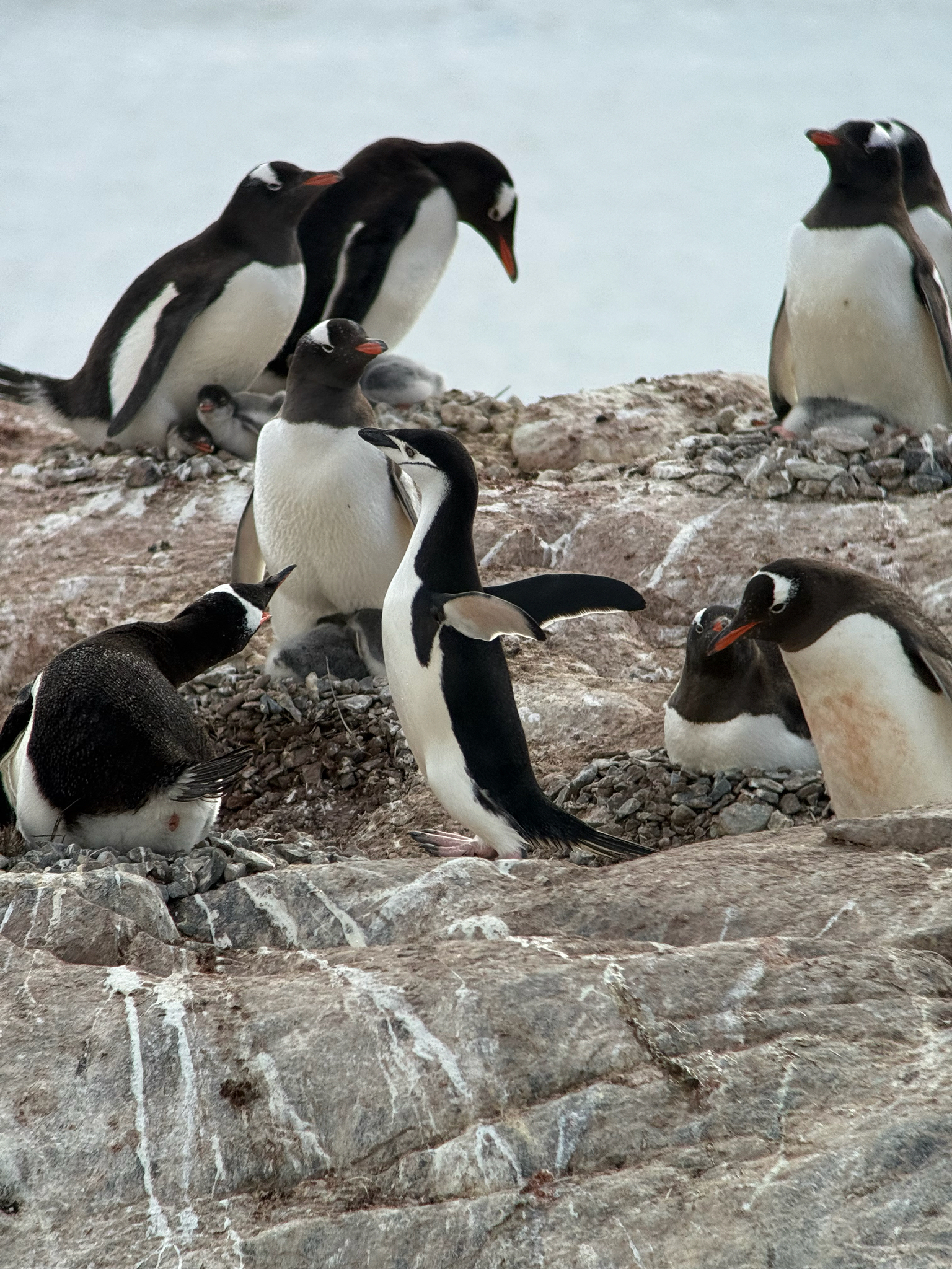 Gentoo Penguin (Pygoscelis papua), photo 10
