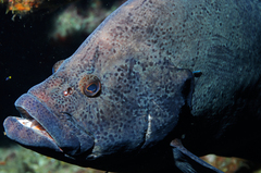 Marbled Grouper photo 2