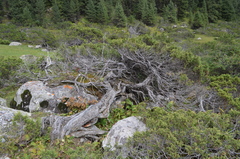 Juniperus pseudosabina