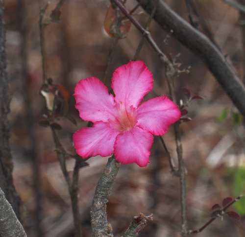 Adenium obesum