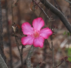 Adenium obesum