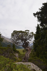 Juniperus pseudosabina
