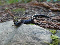 Plethodon elongatus