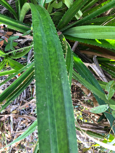 Pandanus austrosinensis, photograph 3