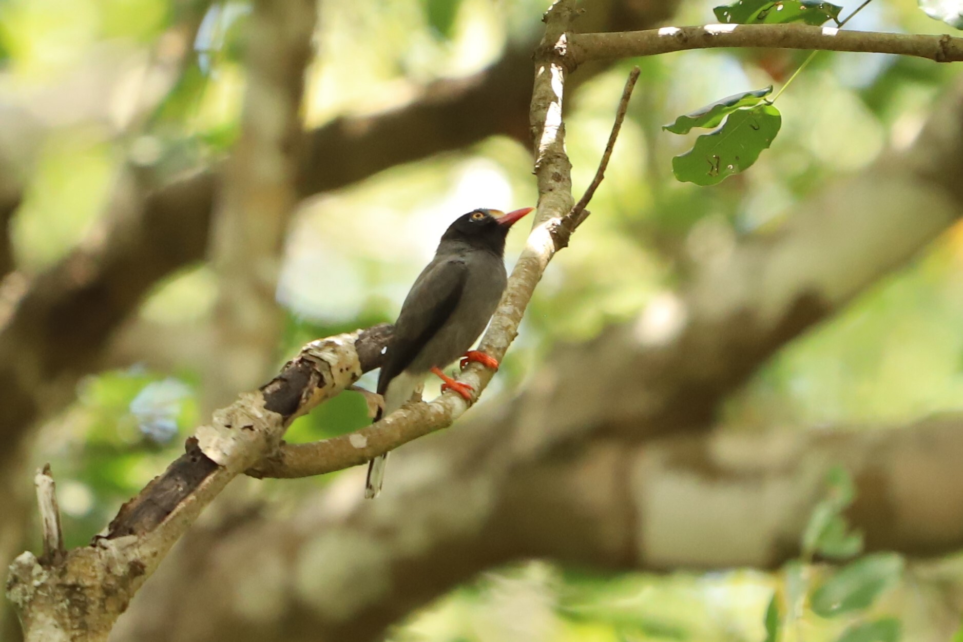Chestnut-fronted Helmetshrike (Prionops scopifrons), photo 7