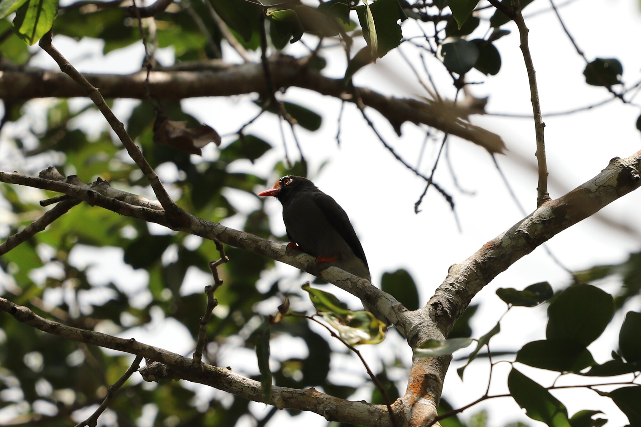 Chestnut-fronted Helmetshrike (Prionops scopifrons), photo 8